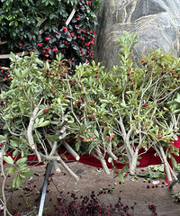 [��]���ϻ����޵��ˣ���֥��������Ȼ�ǻ��ģ����ڽ��ϰ�̯��