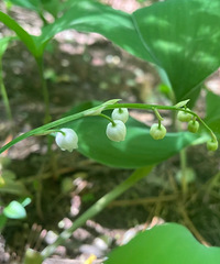 ��ɽ�Ͽ����ˡ��𡱹�����������Իؼ��ܻ���