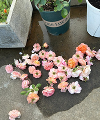 ��֭��̨ ������Ҫ��Ҫժ����ѽ��