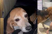 �����²ۻ�˼���װ�ޣ�ȴ��������ûƢ��Ĺ��ж�