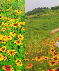 𼦾ջ֮УұܸӣһЩ