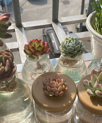 我们穷人也有自己的小花园!