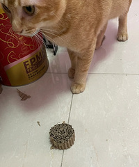 ԭ����èץ���ǿ�������ģ�50cmֻʣ5cm