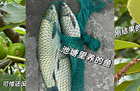 ���������£����õĹ�԰ɶ�Ӷ��У�ʵ���˲�ժ����