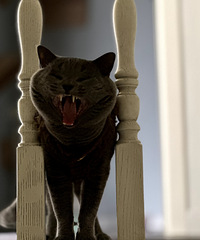 ��������è��ÿ��������һ�����ң�������