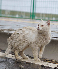 �ຣ��������èè �����������ˣ���֪����ô����