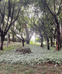 ��©�������������ƺ���2�����ۣ�