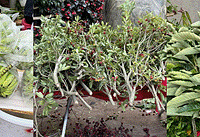 ����ɽ�����������˿��ۣ���֥ ��÷ ������̯��