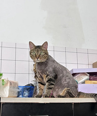 �㶫��ô��ʪ��è����Ƥ������