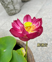 �ɻ������ˣ���ս�����ź�ڳ�����ϣ�������ܿ���