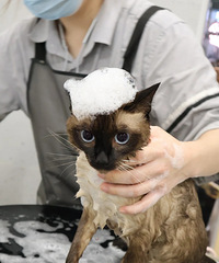 �����͵��èϴ�裬��Խ������ȴԽ�˷�