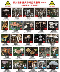 һ��4���ж������켲�����ѣ����峣��������ʳ��