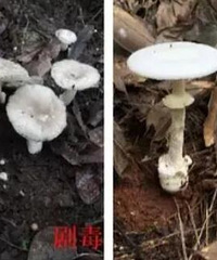 重庆疾控提醒:川渝常见,切勿食用