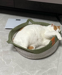 [����]����ʹ������ǰ3��èè���2ֻè��ϲ������