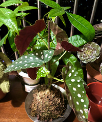 朋友问:你家阳台怎么都是菜叶子?