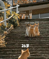 98��161CM��Ϣ����ҵ���������飬ϣ���Է����⿪��