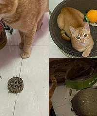 èץ��ԭ���������꣡50cm��5cm