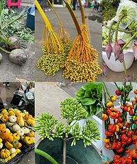斗南花市好奇特,好多花见都没见过