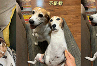 ����1:1���Ƶı�������һ��������������Ҫ˺��