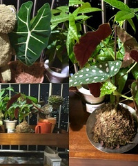 �����ʣ������̨��ô���ǲ�Ҷ�ӣ�