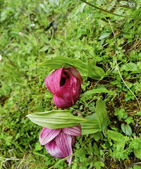 ���������ѹ���һ������ֲ��͵�ؼ�������������ҫ