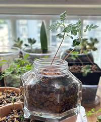 ���ּ����������ӣ���Ȼ�ֳ���С��