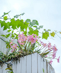 ԭ������������Ƿ�������������һ��һ�谡