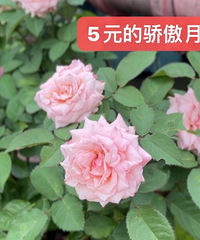 ¥���ֲˣ������ֲˋ݋ݰ���Ȧ����Ϸ����Сѧ��