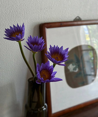 39.9��©��˯������������10֧����10֧