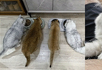 ��6ֻè�μӻ���˵�һ�������Ѷ�Ȱ�ҿ���è��