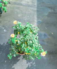 ������̨�Ļ����������������˴��ŵ�Ͳ��ˮ