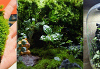 �˵����꣬���ϻ����ݲݣ�����0�ɱ���̦޺����