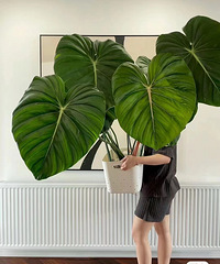 �����Ż�԰200���ֵ���������ֲ������