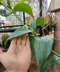 5���ֵļ����ٺϣ�һ�¿���ʮ���䣬��������