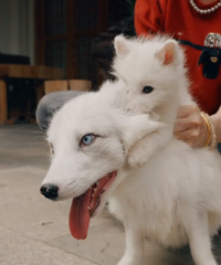 Ϳɽ�¾�Ȼ�к��꣬����2ֻ�׺�������ȥ������