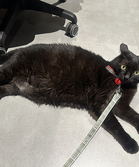 ��������������Ҫ�������ϰ�Ķ��Ӿ��ܣ���ȴ~