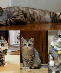 3��ǰ�������è�������ˡ������桱