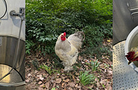 ���ȵ������ˣ���ҽ�����У�800Ԫ��ı����°�