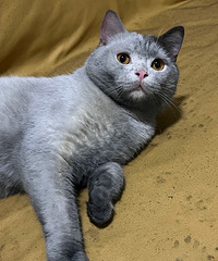 ¥�����èè�����ˣ���è����è