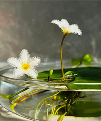 9.9��Ƭ��һҶ�����ÿ�������ˮ�ͻ�����в�