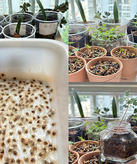 ���ּ����������ӣ���Ȼ�ֳ���С��