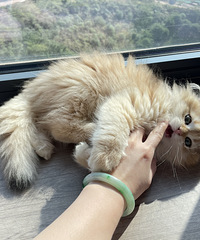 ��è�µ�С����2�������Ǹ�ľ�е����Ŀ����к�