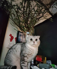 ��̴�ң�è��Ķ�����ô����ѽ��һֱ�����ò���