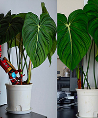 200���ֵ���������ֲ���������