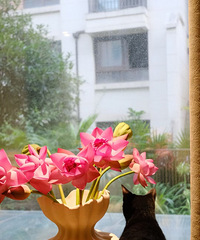 ������ƴ����ĺɻ���30��ӵ����������������