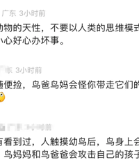 在路上看见这种鸟要注意