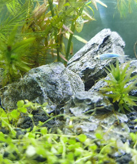 [����]36��163CM�Ĺ���С������飬�߼�ְ�ơ�����A֤