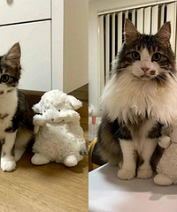 猫猫玩具对比:猫长大了,玩具变小了