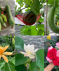 Ժ�ӹϹ�Ʈ�㣬�ֳ���ժ���ʲ���