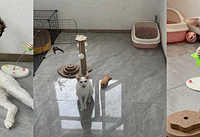 ����һֻ����è���׺�����������ٶȱȲ�Ǩ�ӻ���